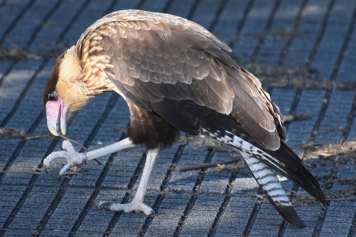 Crested Caracara - ML646869932