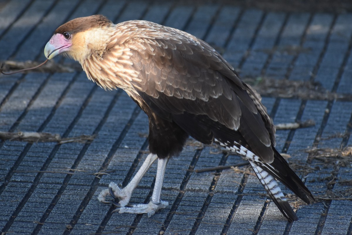 Crested Caracara - ML646869933