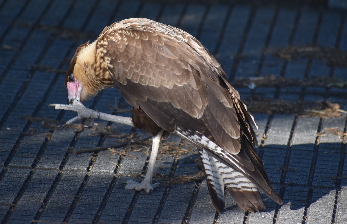 Crested Caracara - ML646869934
