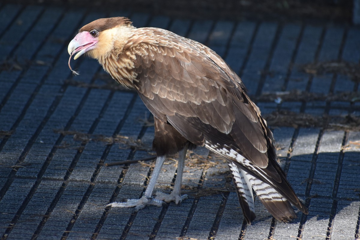 Crested Caracara - ML646869935