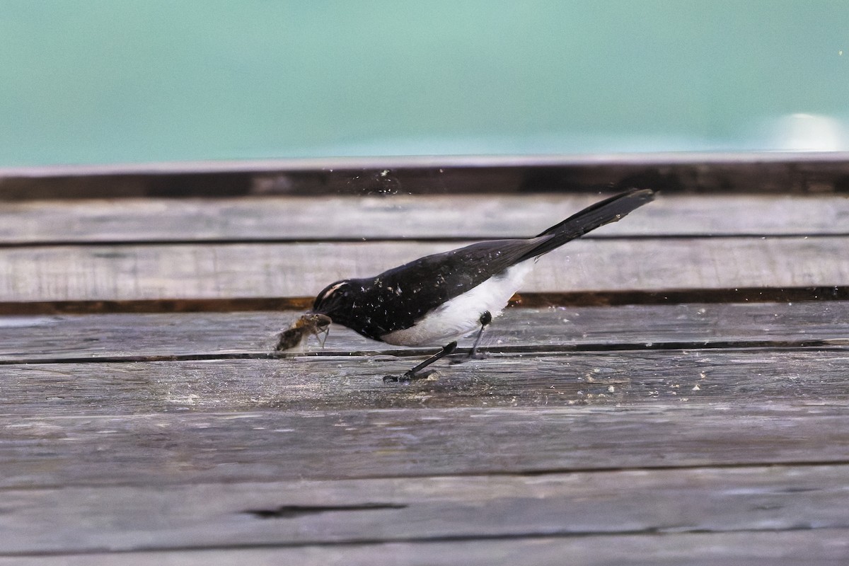 Willie-wagtail - ML646869936