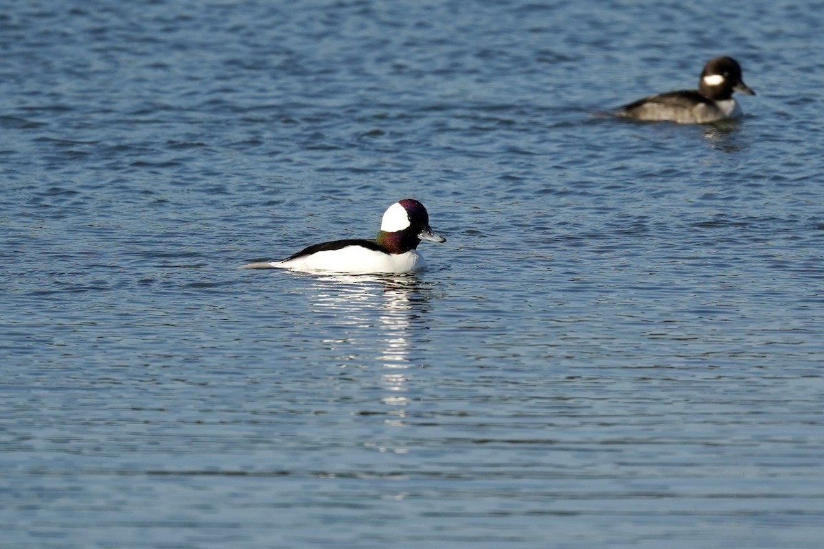 Murgilari buruzuria - ML646869938