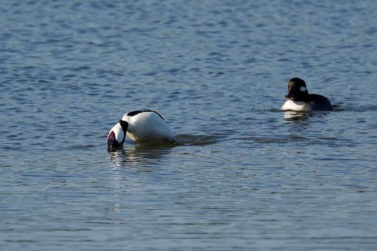 Murgilari buruzuria - ML646869939