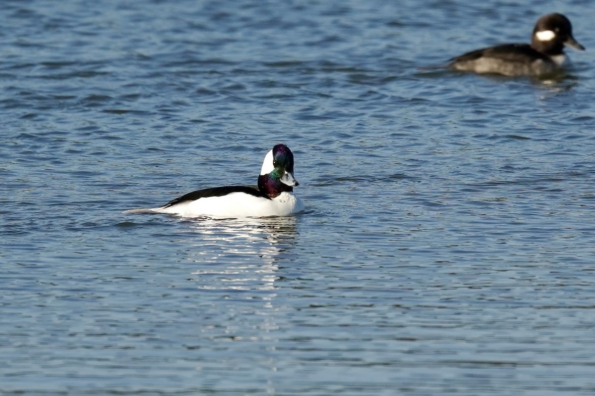 Murgilari buruzuria - ML646869940