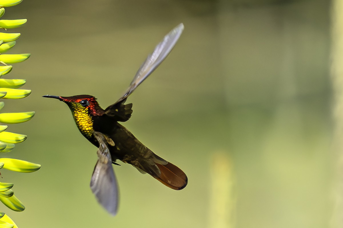 Ruby-topaz Hummingbird - ML646869943