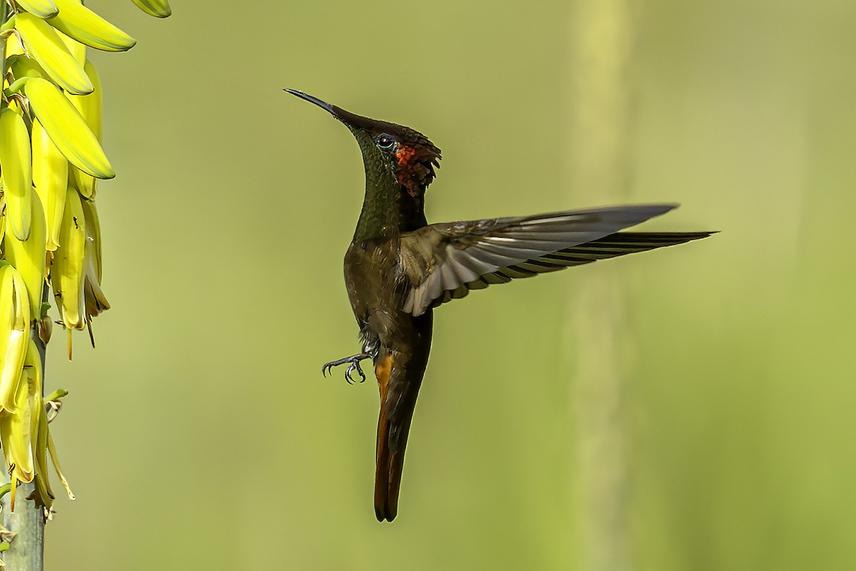 Ruby-topaz Hummingbird - ML646869944