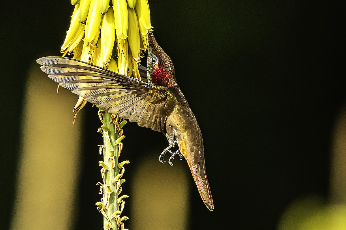 Ruby-topaz Hummingbird - ML646869945