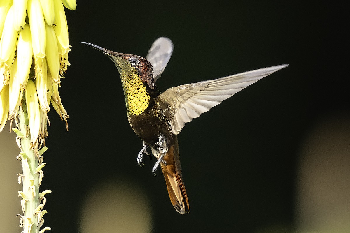 Ruby-topaz Hummingbird - ML646869946