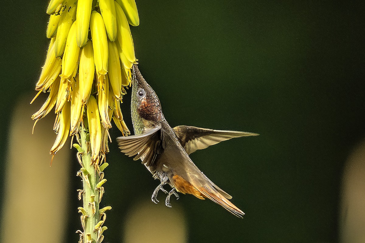 Ruby-topaz Hummingbird - ML646869947