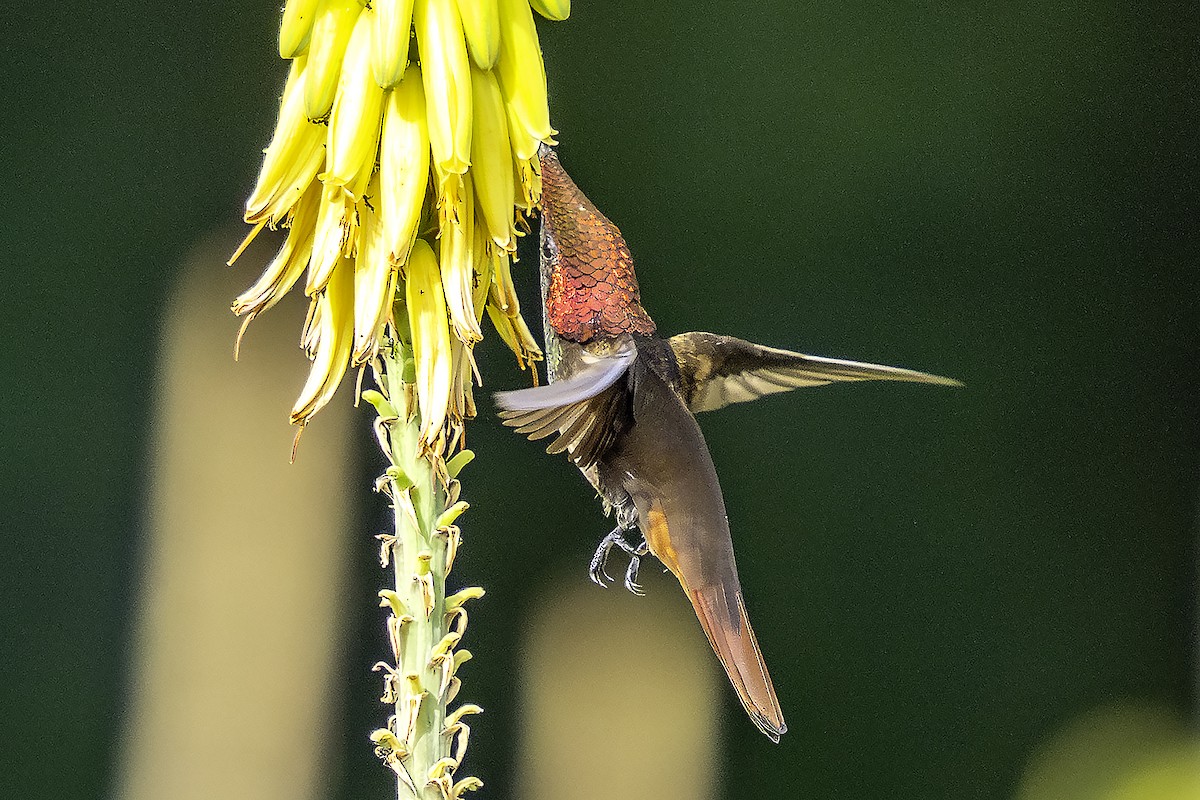 Ruby-topaz Hummingbird - ML646869948