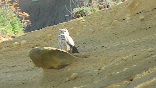Lesser Horned Owl - ML646869949