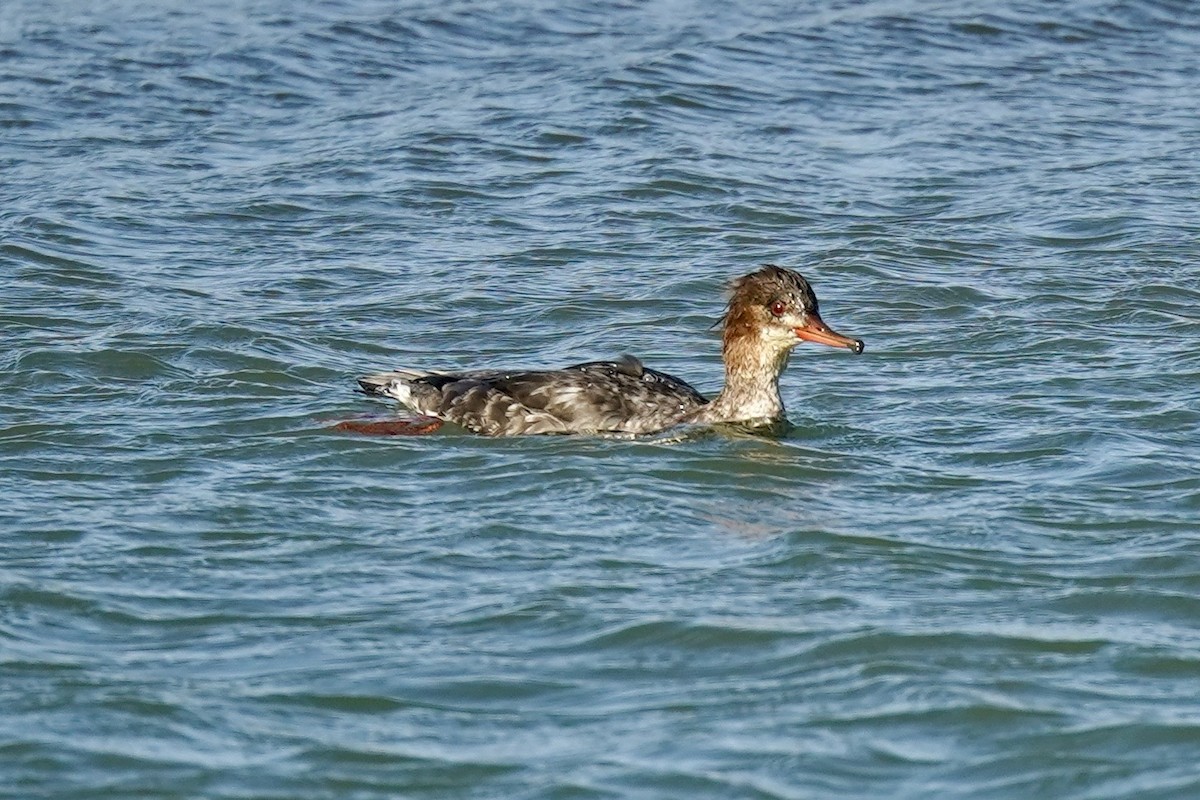 Zerra ertaina - ML646869950