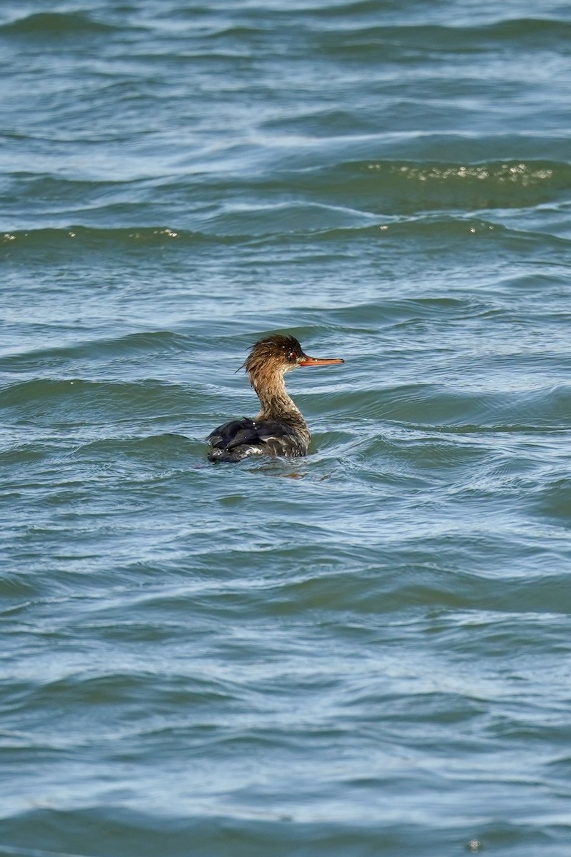 Zerra ertaina - ML646869951