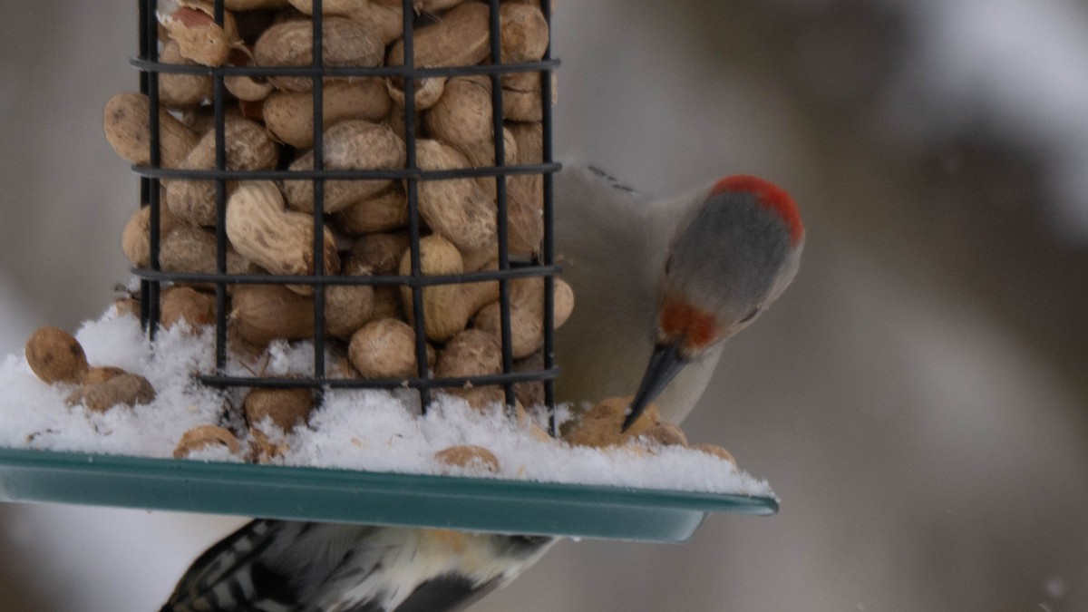 Red-bellied Woodpecker - ML646869953
