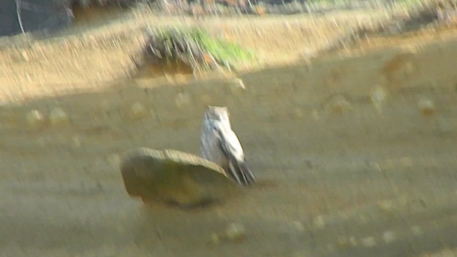 Lesser Horned Owl - ML646869954