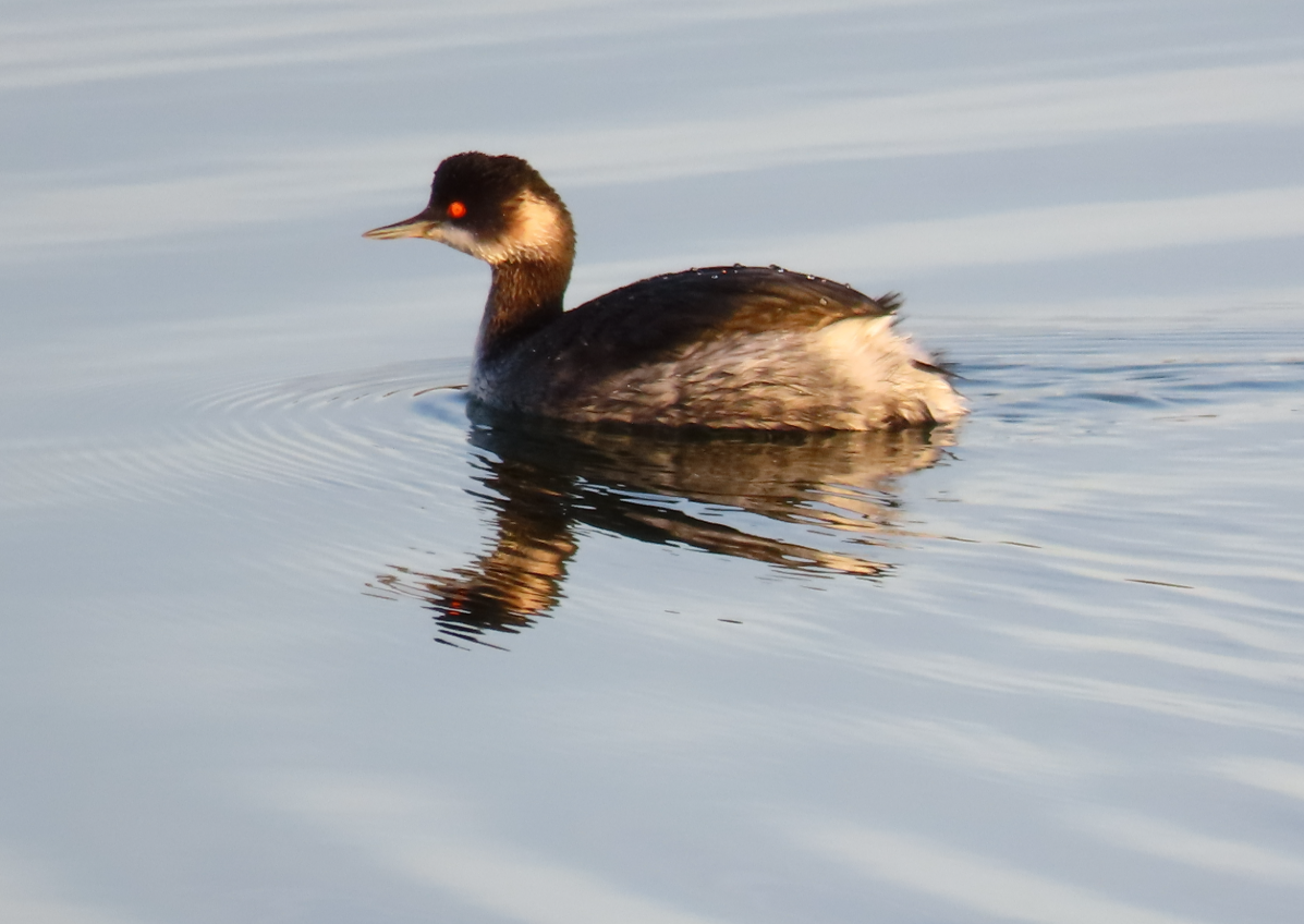 Txilinporta lepabeltza - ML646869955