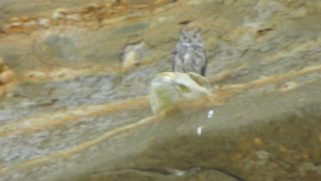 Lesser Horned Owl - ML646869956