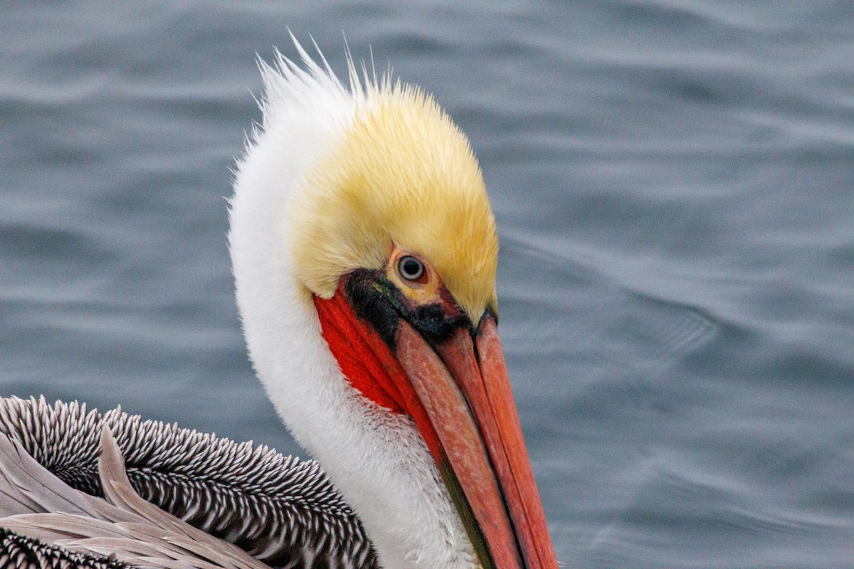 Pelikano arrea - ML646869957