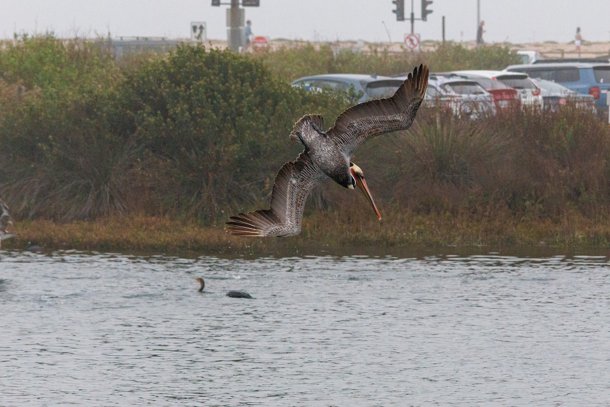 Pelikano arrea - ML646869958