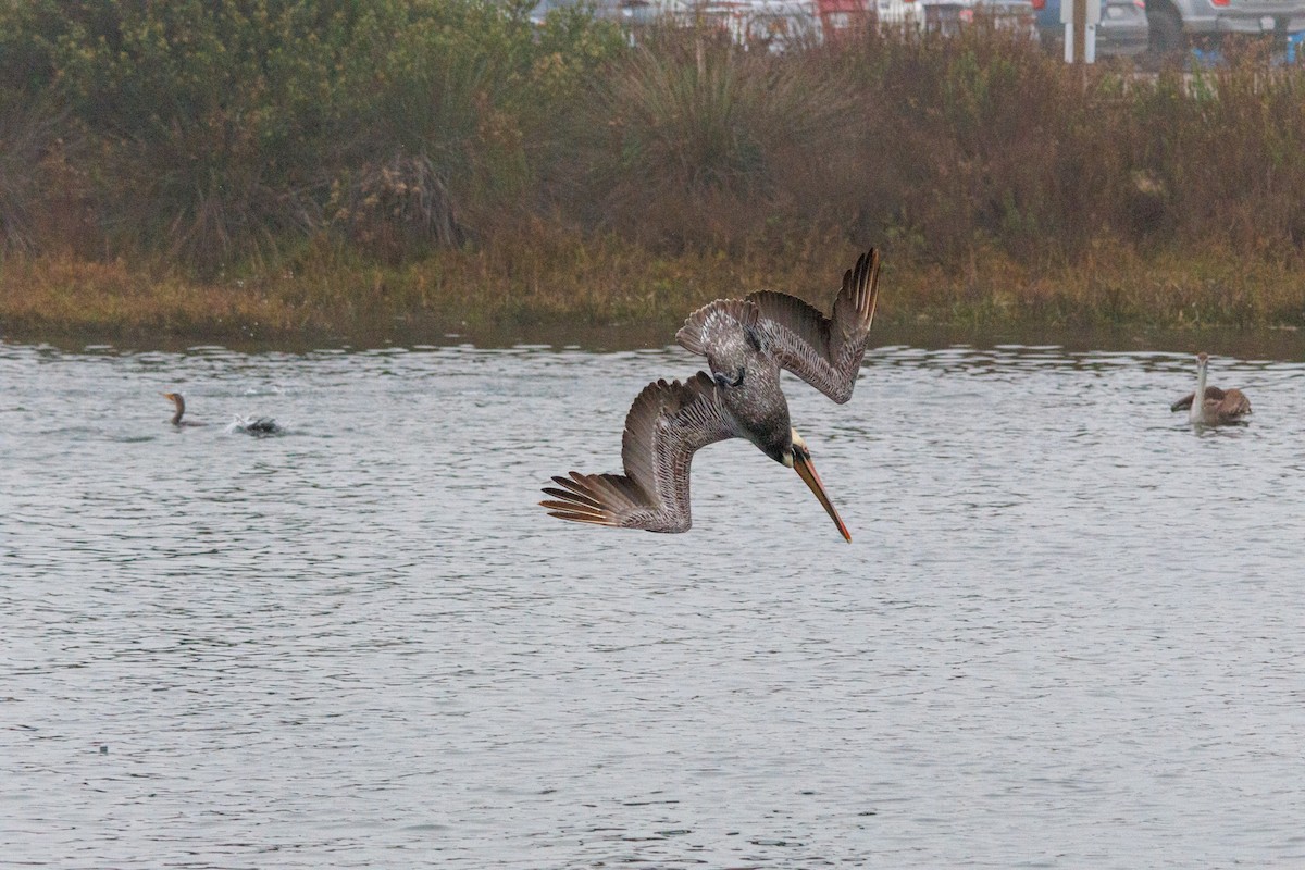 Pelikano arrea - ML646869959