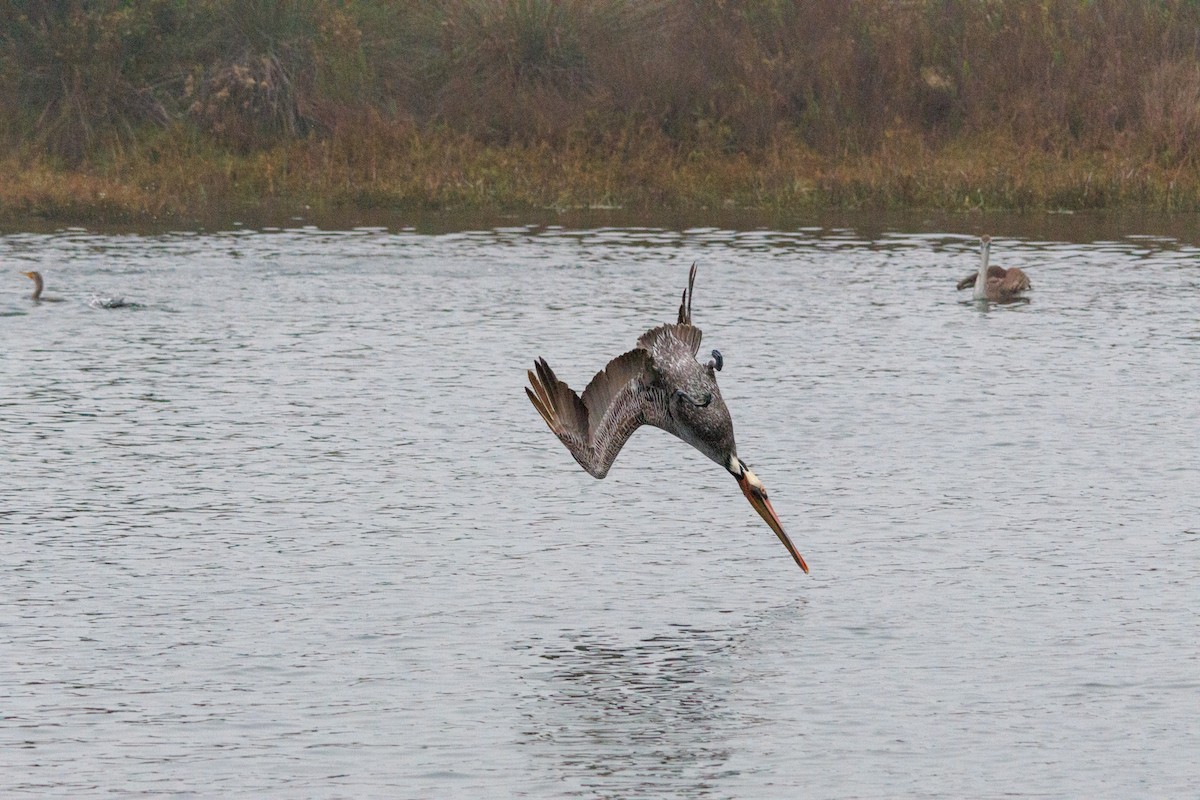 Pelikano arrea - ML646869960