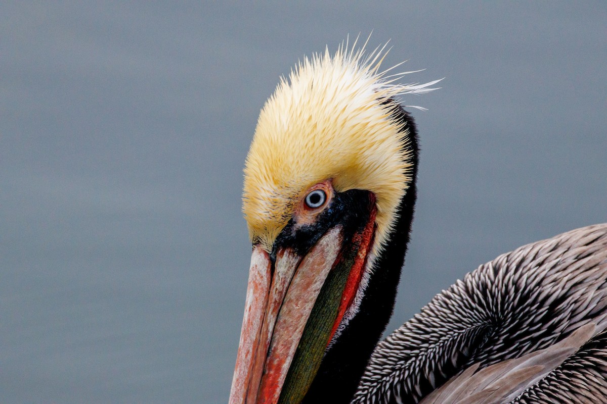 Pelikano arrea - ML646869961