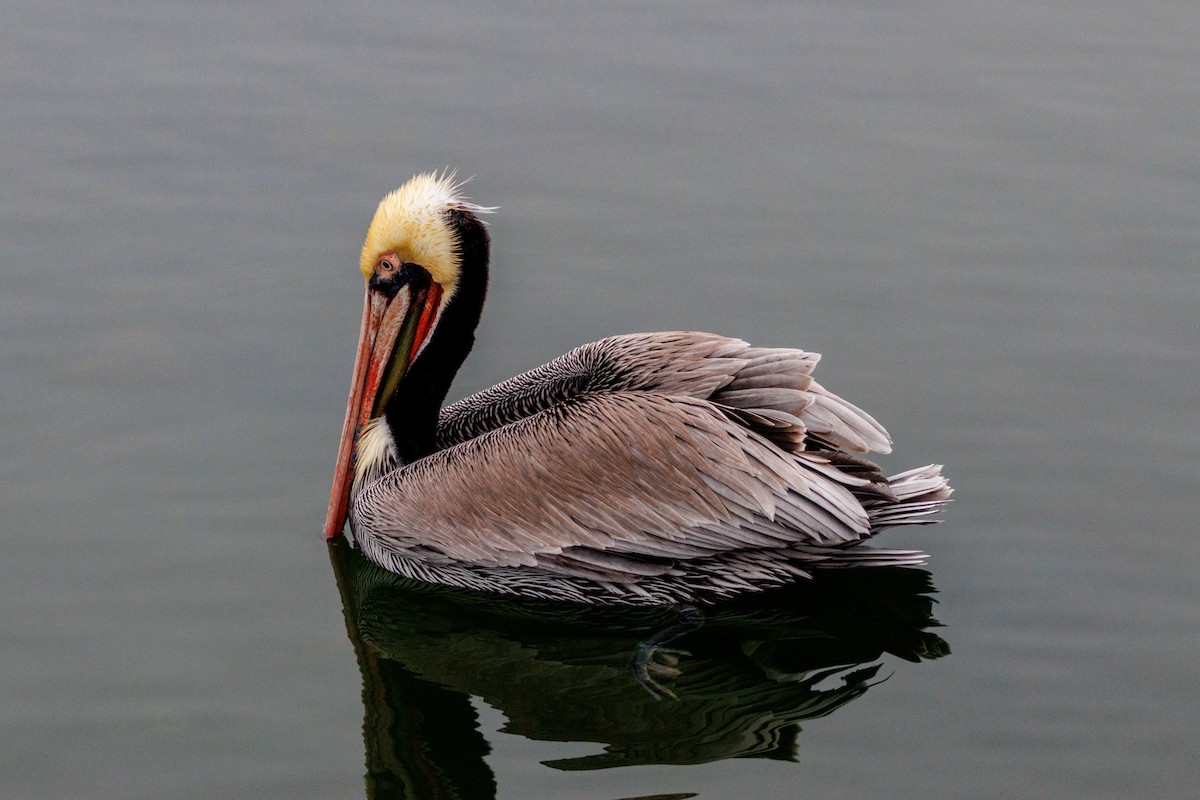 Pelikano arrea - ML646869962