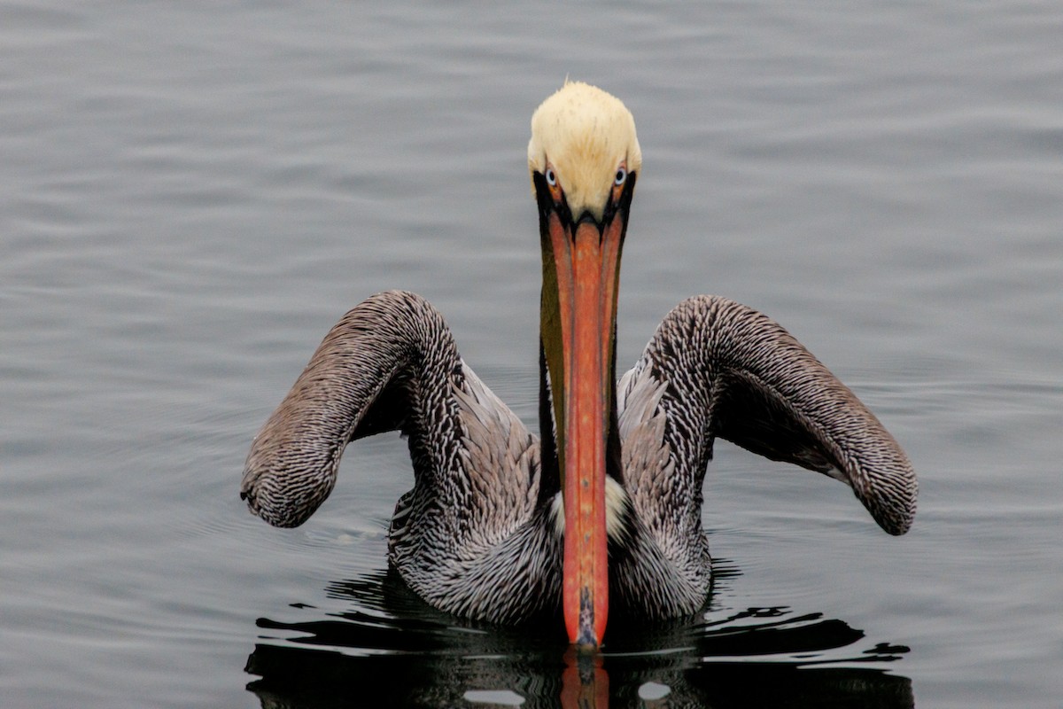 Pelikano arrea - ML646869963