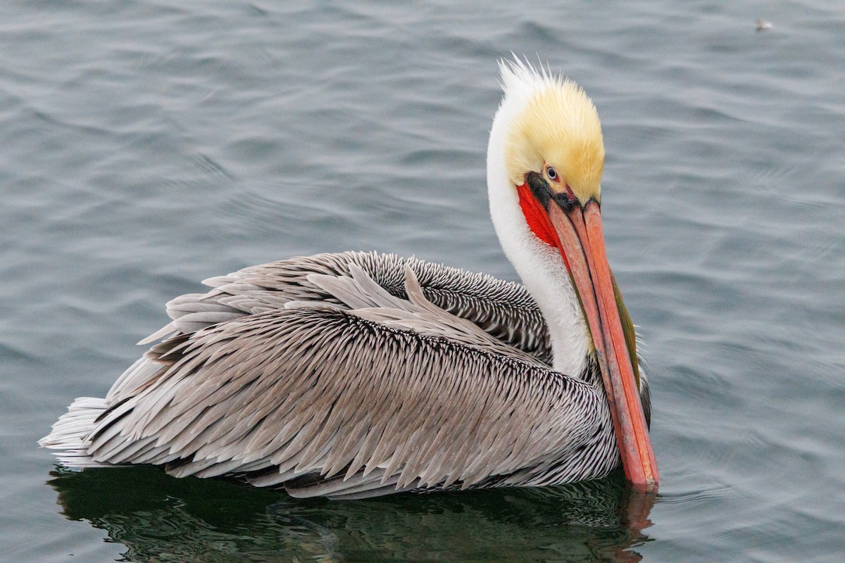 Pelikano arrea - ML646869964