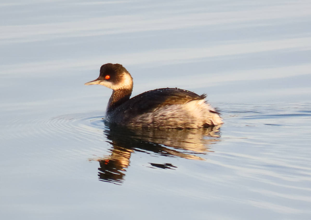 Txilinporta lepabeltza - ML646869966