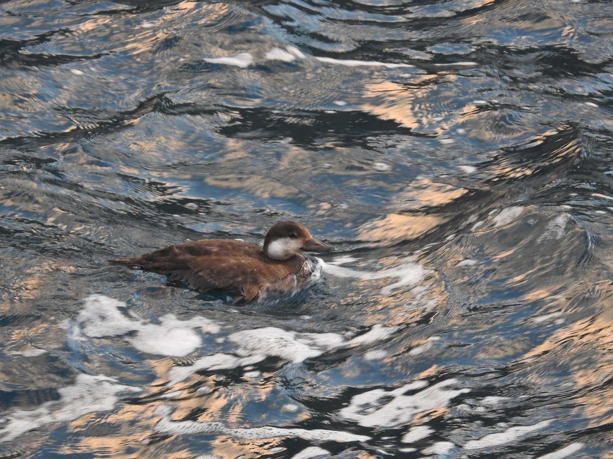 Black Scoter - ML646869967