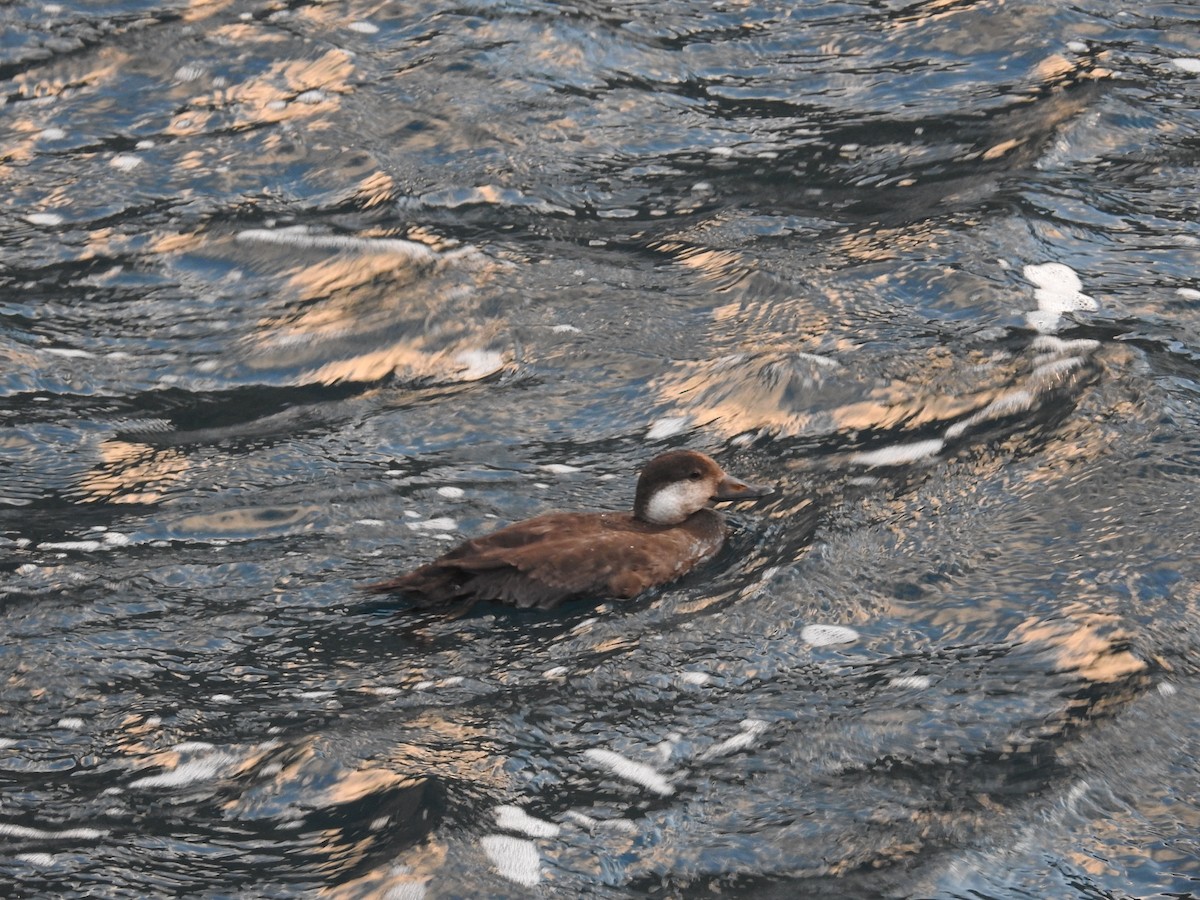 Black Scoter - ML646869968