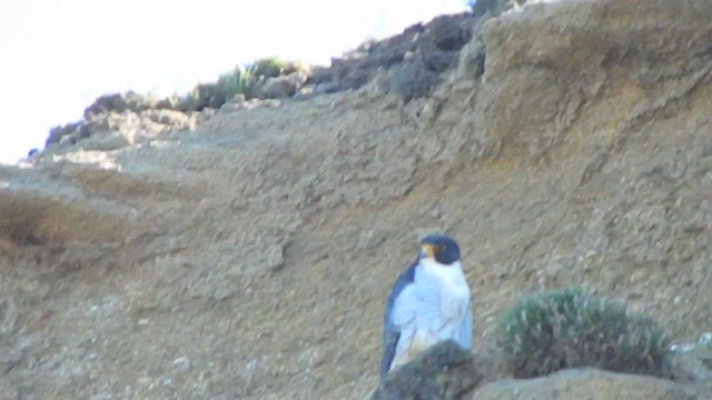 Peregrine Falcon - ML646869969