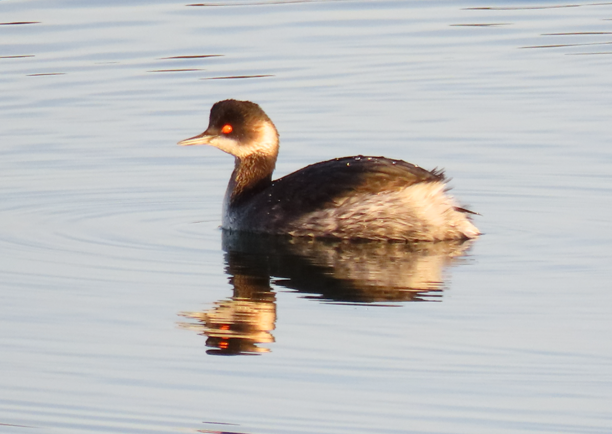Grèbe à cou noir - ML646869970