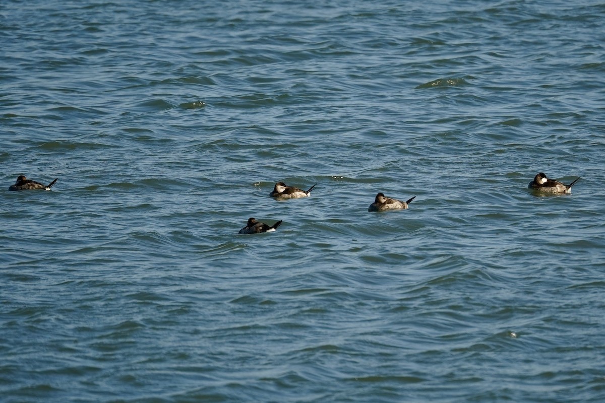 kachnice kaštanová - ML646869975