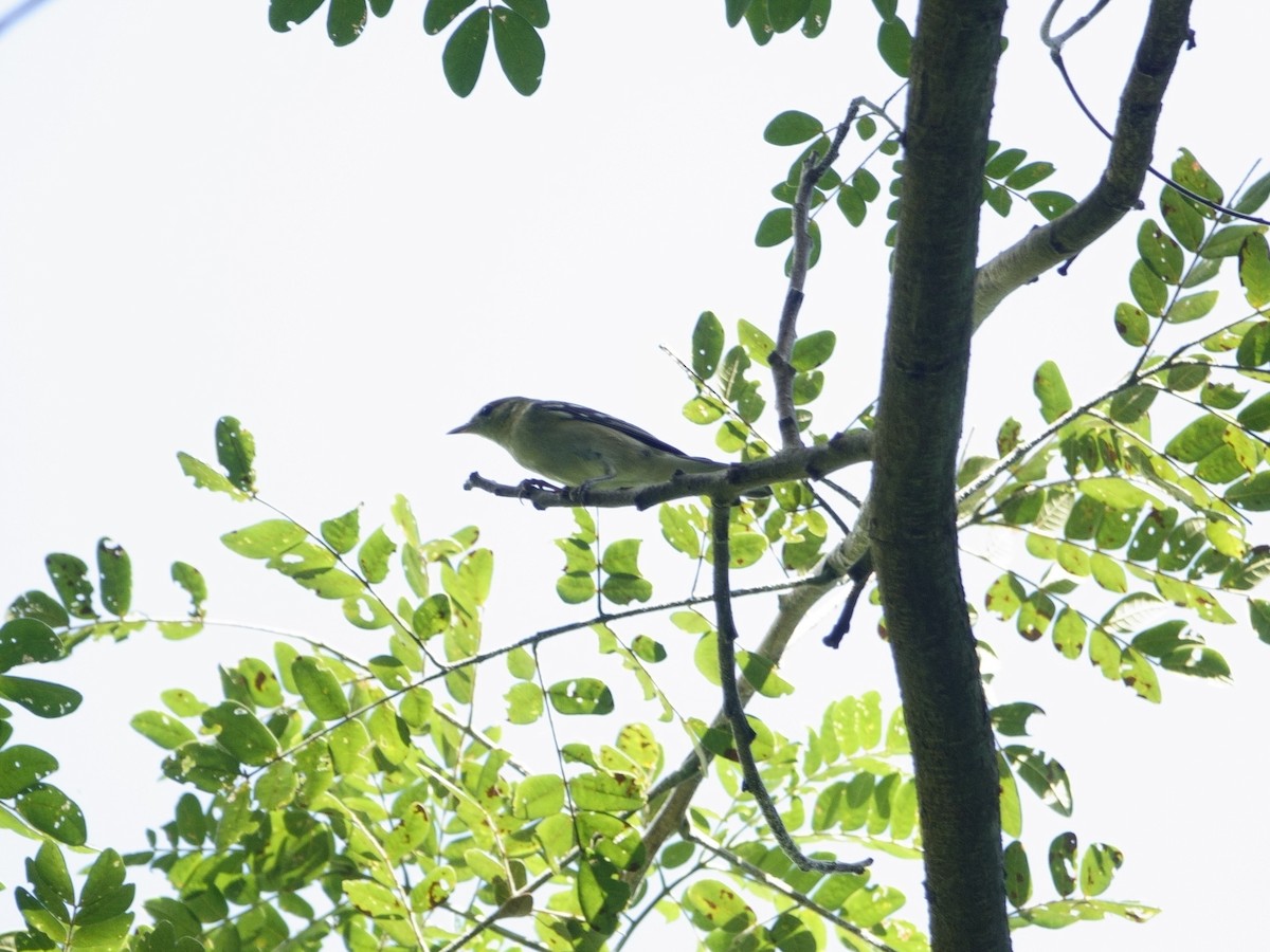 lesňáček kaštanový - ML646869976