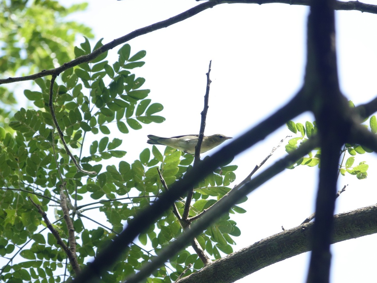 lesňáček kaštanový - ML646869977