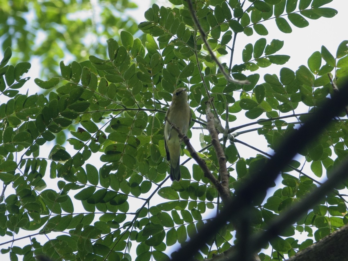 lesňáček kaštanový - ML646869978