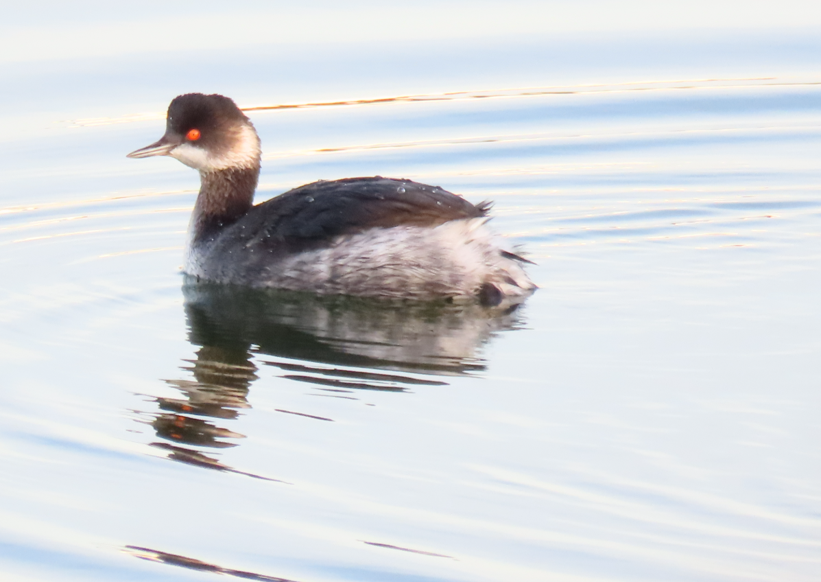 Grèbe à cou noir - ML646869980