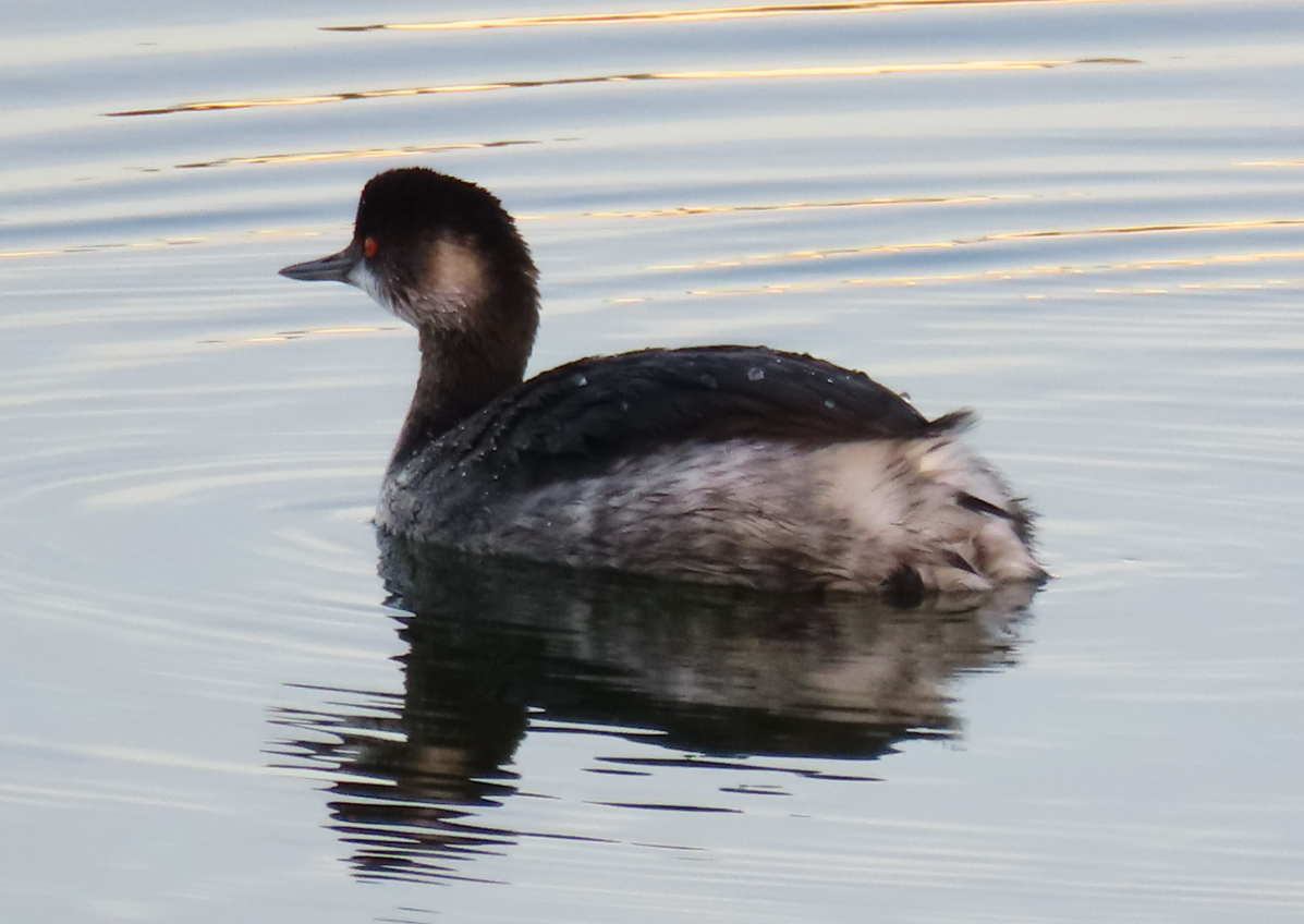 Grèbe à cou noir - ML646869981