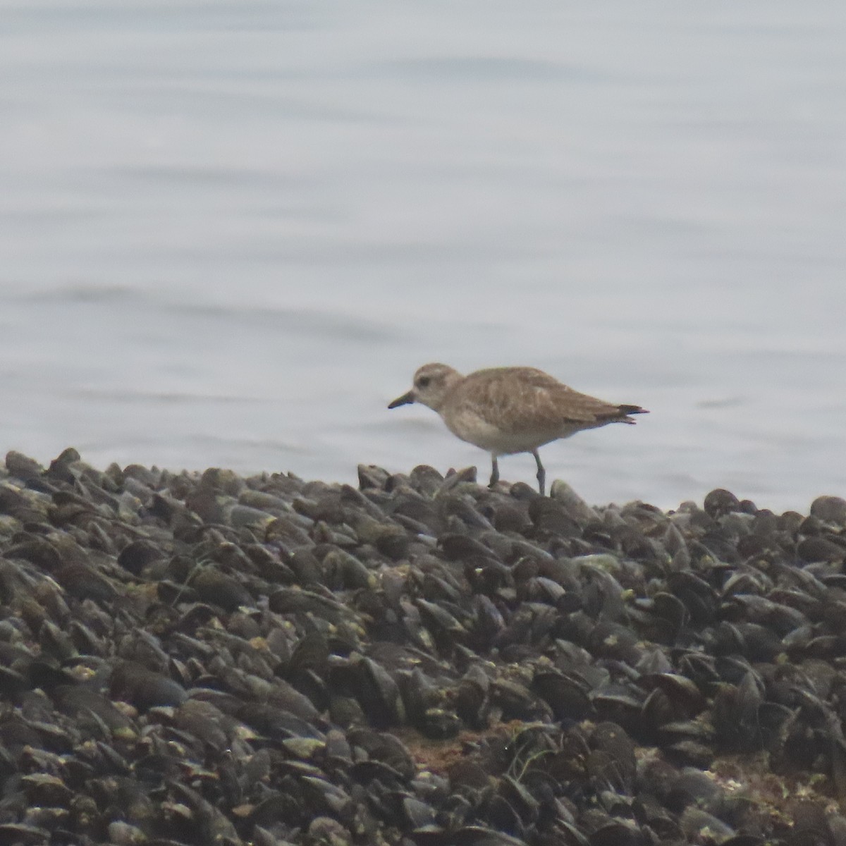 חופזי מנומר - ML646869982