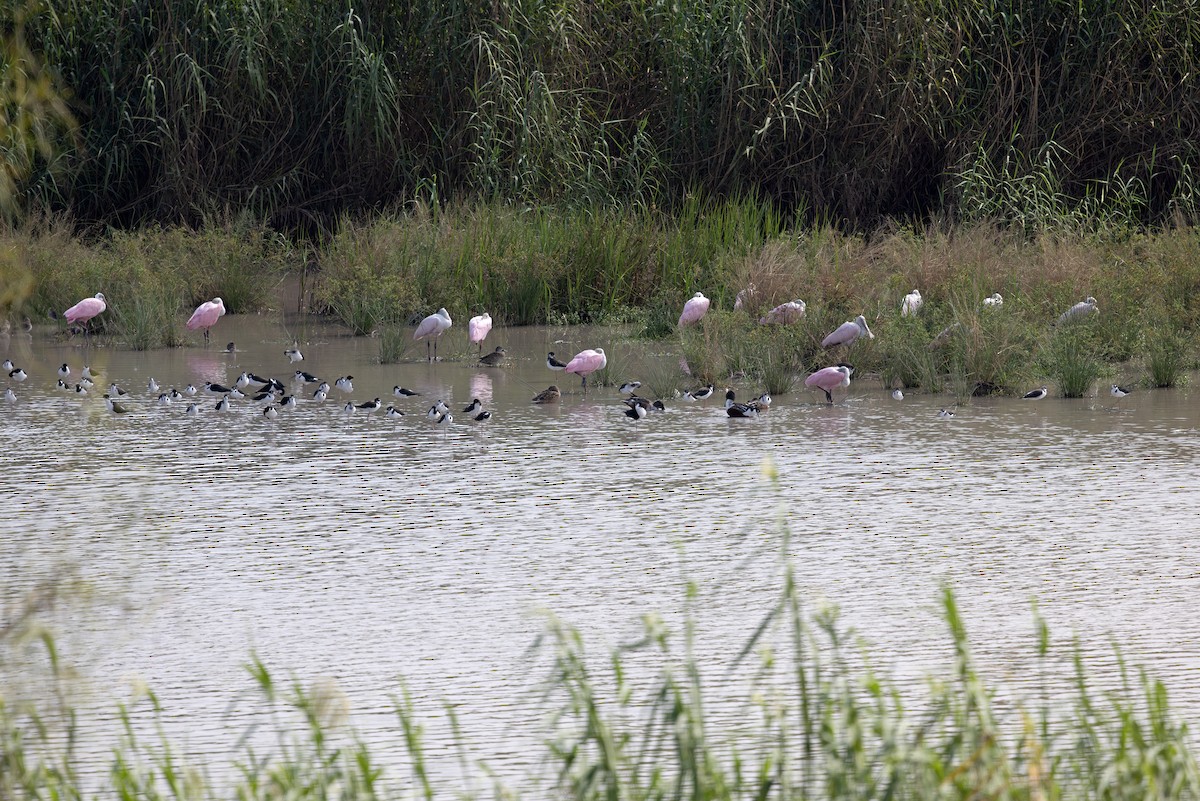 Roseate Spoonbill - ML646869983