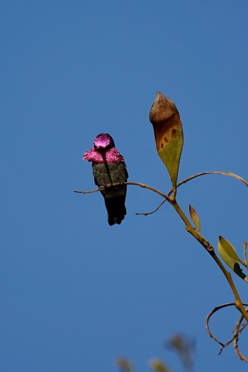 kalypta růžovohlavá - ML646869986