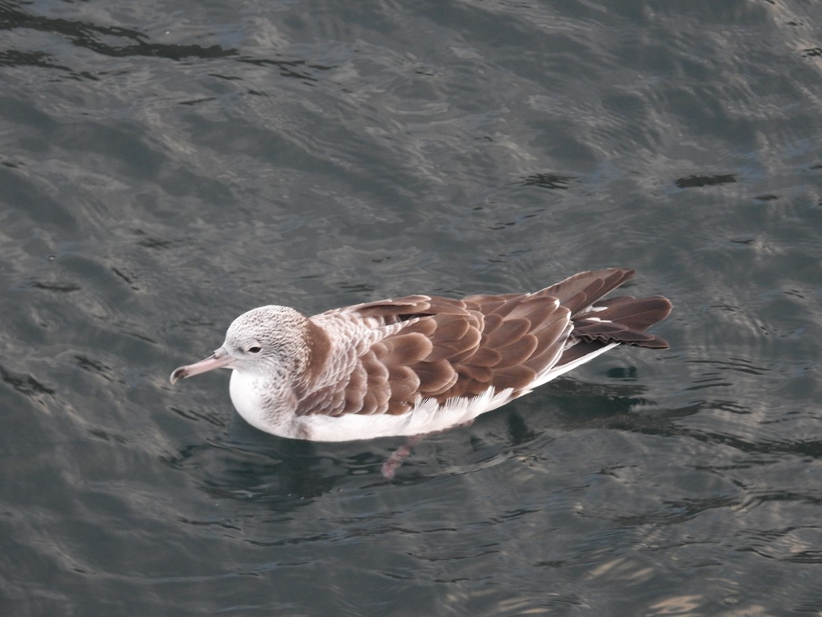 Streaked Shearwater - ML646869987
