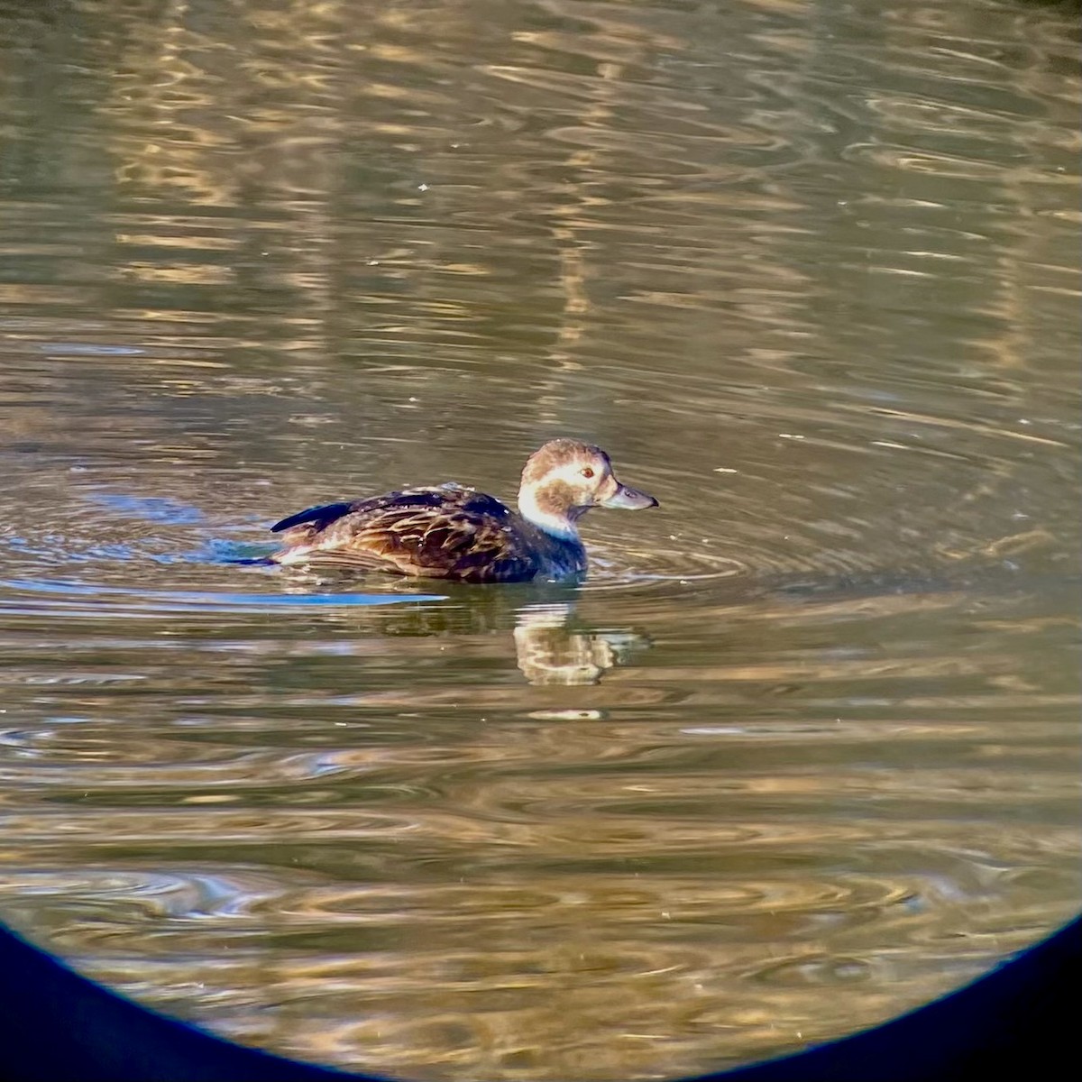 Moretta codona - ML646869989