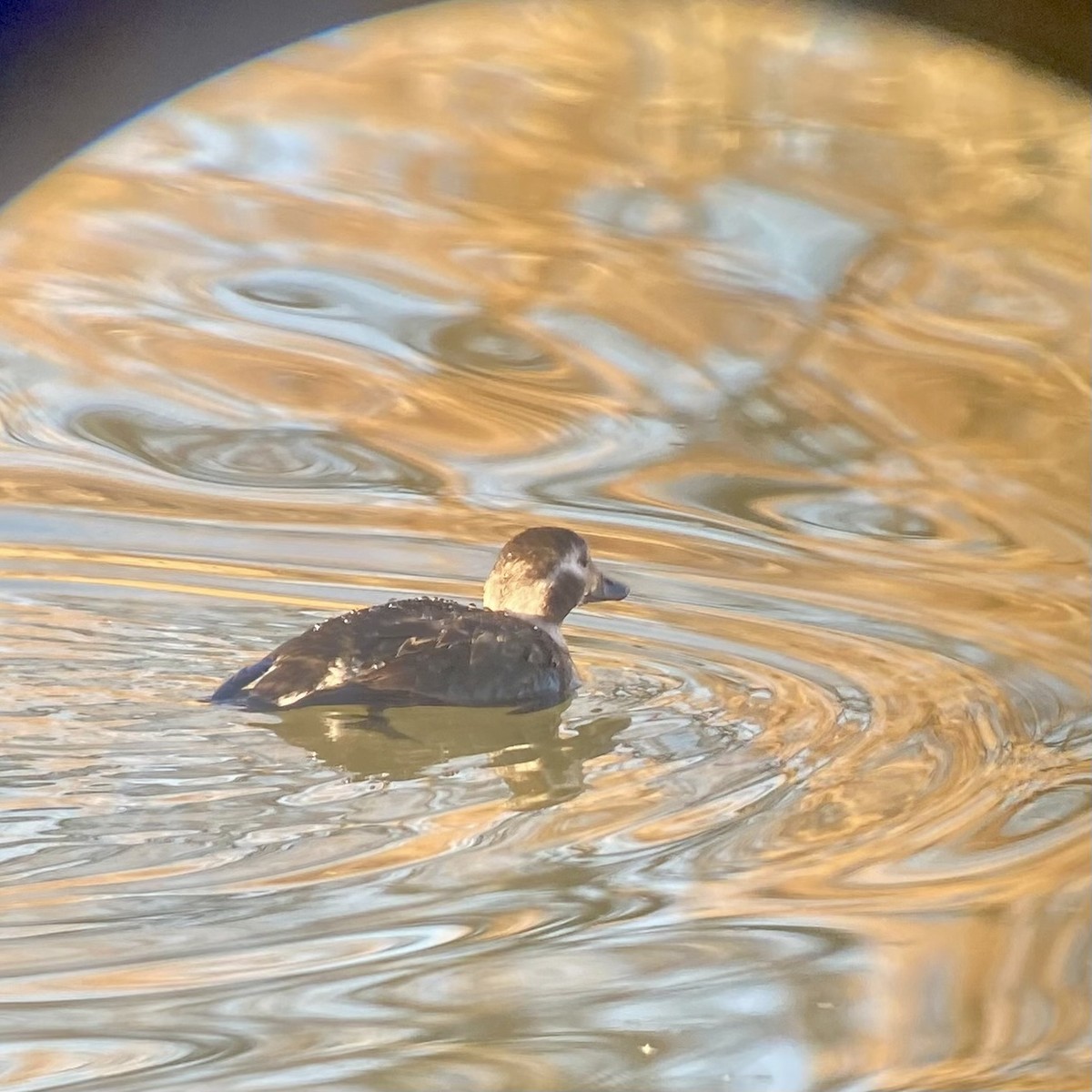 Moretta codona - ML646869990