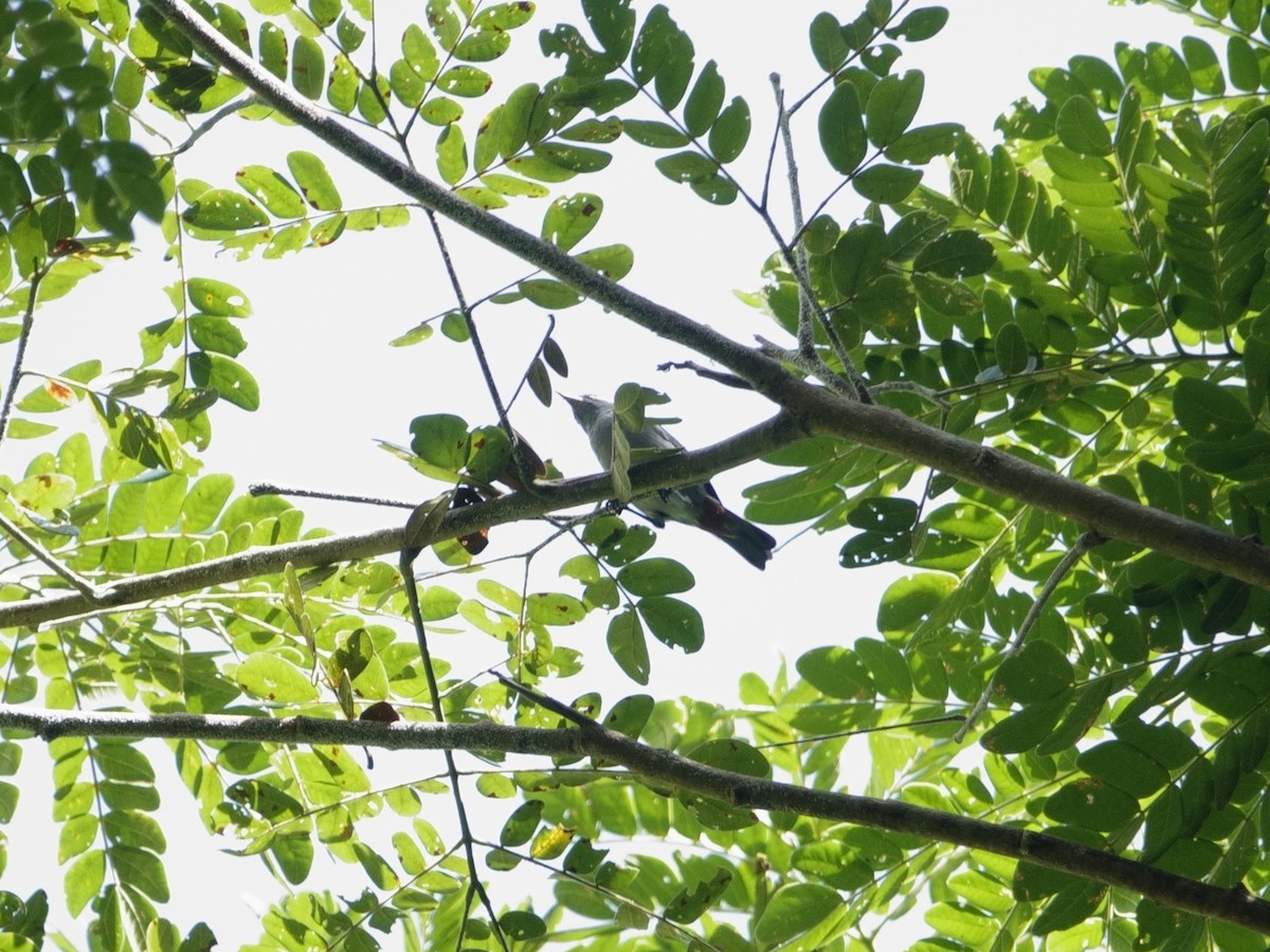 White-eared Conebill - ML646869991
