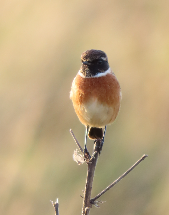 European Stonechat - ML646870000