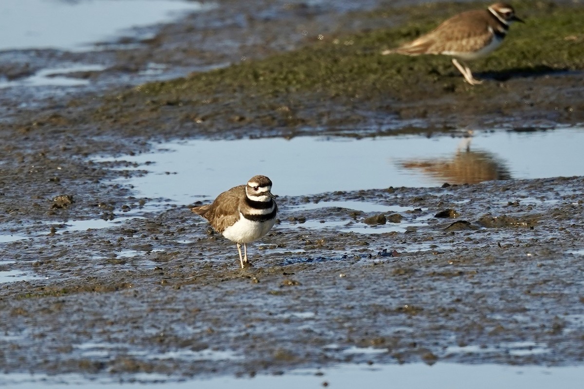 kulík rezavoocasý - ML646870001