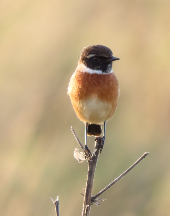 European Stonechat - ML646870002